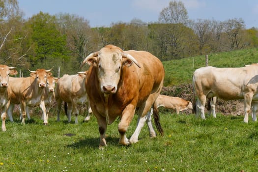 a limousine bull with cows in the meadow