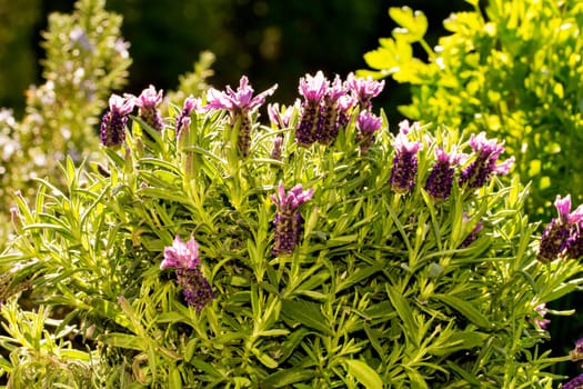 Lavender in closeup