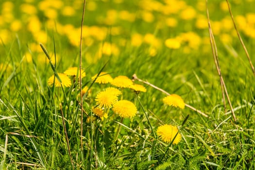 dandelion in spring