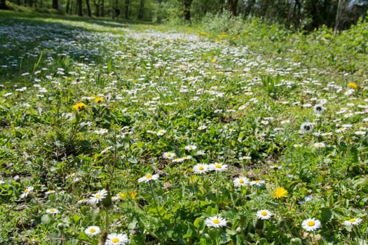 dandelion in spring
