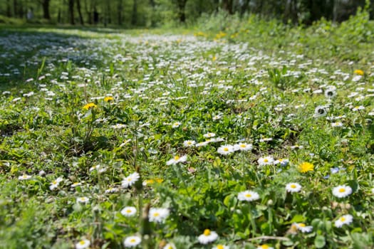 dandelion in spring