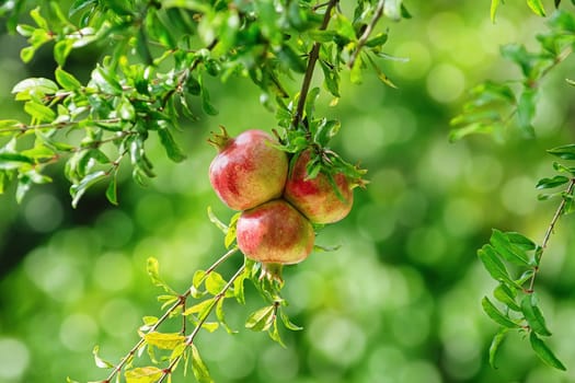 Three Mature Pomegranate Fruits on the Tree
