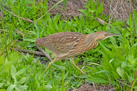 An American Bittern Walking Through the Grasses in the Port Aransas Birding Center in Texas