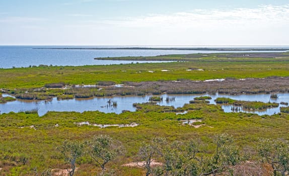 Overview of the Whooping Crane Wetlands Habitat in Aransas National Wildlife Refuge in Texas