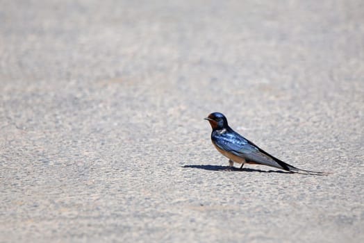 A brilliant appearance Barn swallow Hirundo rustica