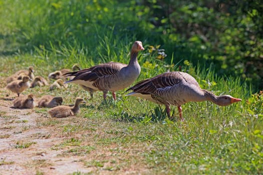 Family sense in the greylag goose family Anser anser - The family is defended
