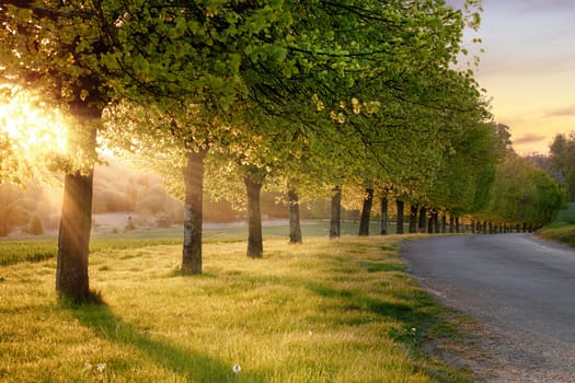 Beautiful line of trees alone a rural road at sunset. Natural landscape quiet English road scene in Norfolk UK