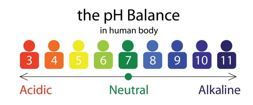The PH balance scale chart in a human body vector illustration infographics