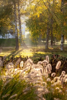 Sun rays in autumn city park - Czech Republic, Pardubice - A group of birch trees