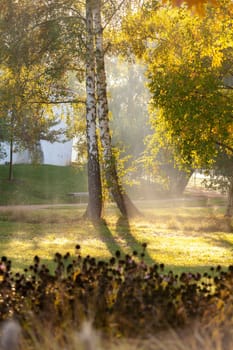 Sun rays in autumn city park - Czech Republic, Pardubice - A group of birch trees