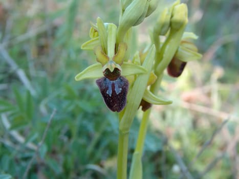 the early spider-orchid on a meadow in Germany in spring
