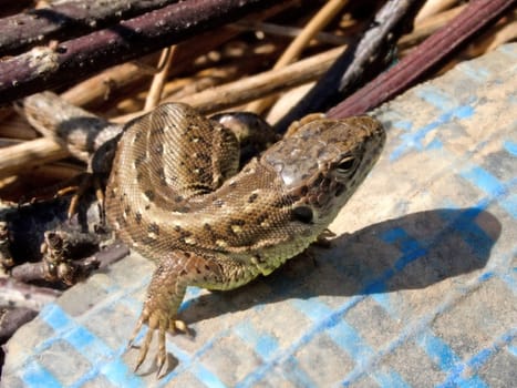 sand lizard, female reptile in a garden in Germany