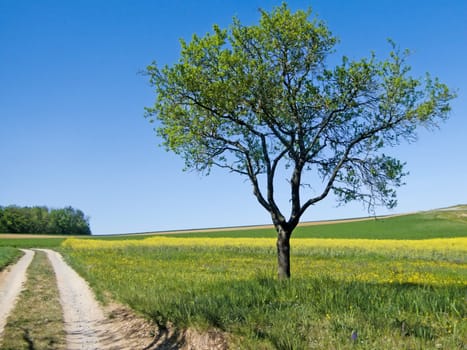 tree at a way with a blue sky in spring in Germany