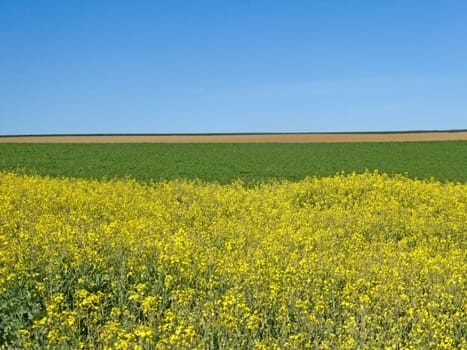 field of rape with flowers with blue sky in Germany in spring