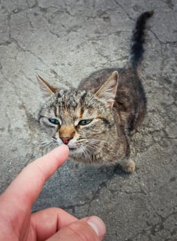 High angle view of the first touch between a little cat and his future owner. Person index finger touching the nose of a homeless kitten stray on the street. Pet adoption concept.