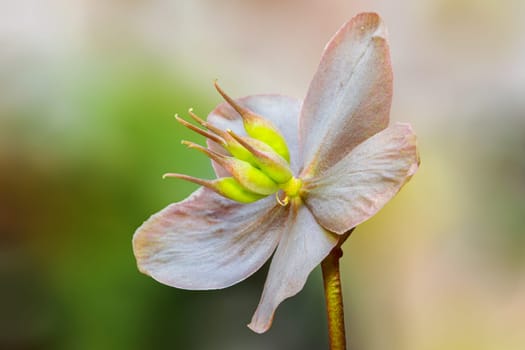 In front of the blurred background, the flower is shown to its best advantage.