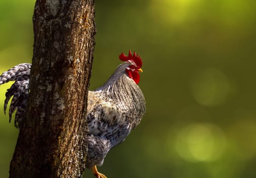 The boss of the poultry presents himself wonderfully against the green background.
