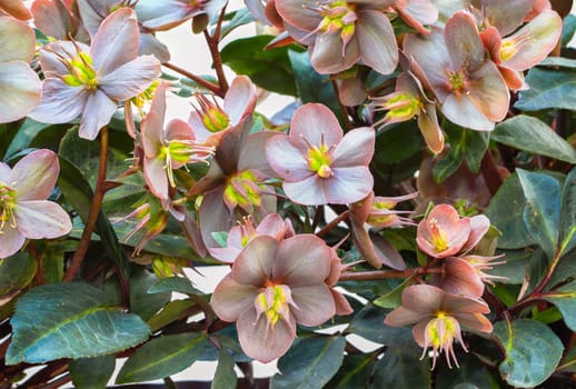 A carpet of blossoms from Lenzrosen forms a beautiful background.