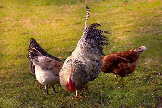 The rooster with its ladies is picking insects with relish from the meadow.