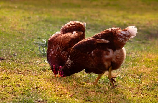 Two chickens in the meadow share the feed.