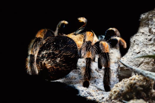 Rear view of the female tarantula.