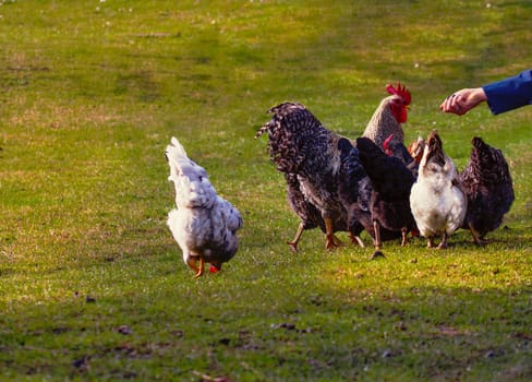 A hand feeds the chickens in the meadow.