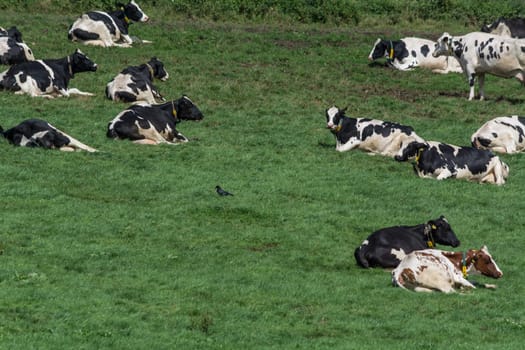 HATTINGEN, NRW, GERMANY - AUGUST 03, 2017: ..Hattingen, Nrw, Germany - August 03, 2017:Meadow with cows..Cows of a dairy grazing on fields of a farm.