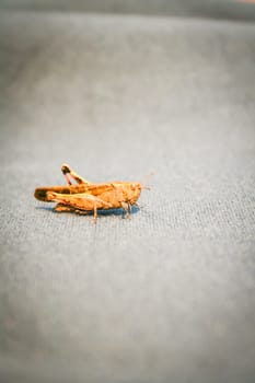 grasshopper on sofa. Macro image of a grasshopper.