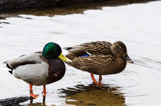 two mallards one male and one female very beutiful duck