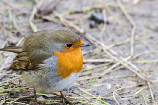 one beutiful lonely bird in family redbreast