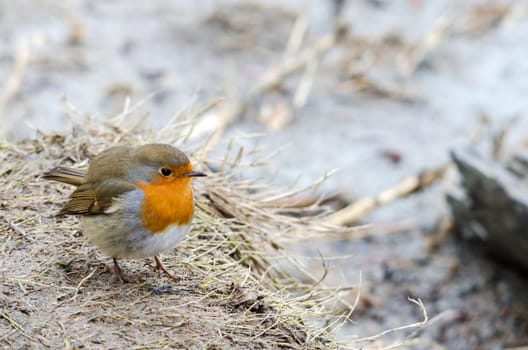 one beutiful lonely bird in family redbreast