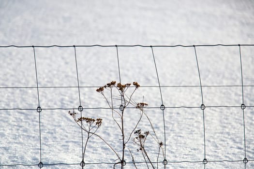 Flowers infront of Fence in Winter