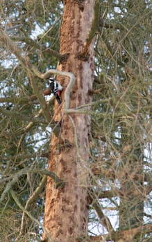 Woodepecker in Tree