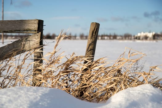 Pole With Grass in Winter Time