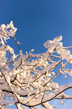 Snow Covered Branches