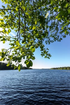 Leaves by Swedish Lake