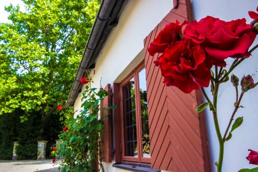 Red Roses by Building
