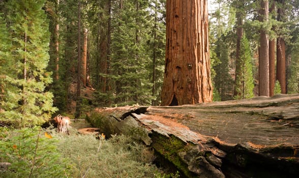 A felled tree sits next to a one standing in dense forest