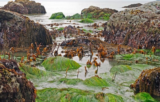Colorful Sea Weeds and Grasses at Low Tide in Trnidad Bay near Trinidad, California