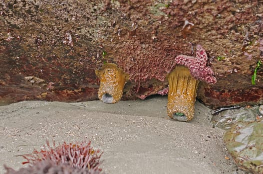 Solitary Anemone at Low Tide in Trinidad Bay near Trinidad, California