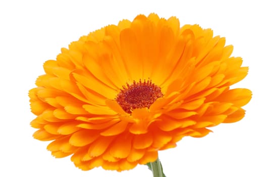 Calendula or Pot-marigold flower isolated on white background, Close up