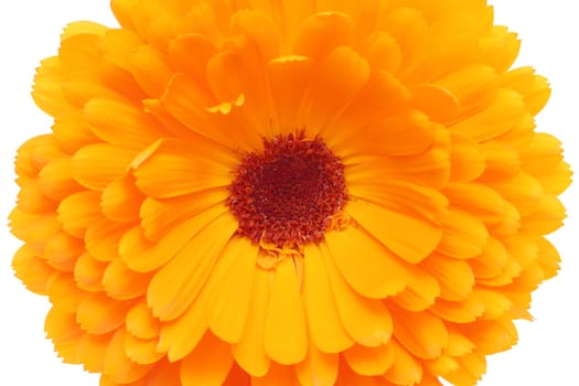 Calendula or Pot-marigold flower isolated on white background, Close up