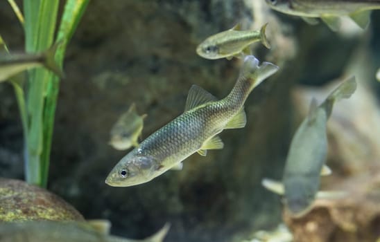 Pseudochondrostoma willkommii also called boga. Freshwater fish, of Guadiana River, Spain