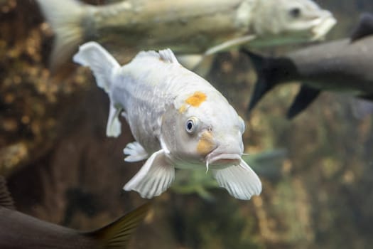 Albino European carp or Cyprinus carpio, a species of freshwater fish