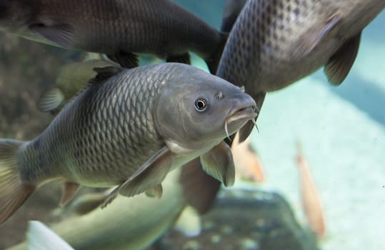 European carps or Cyprinus carpio, a species of freshwater fish, abundant in Guadiana River, Spain