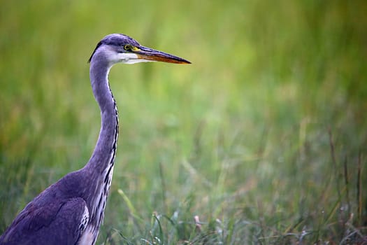 A grey heron Ardea cinerea in portrait