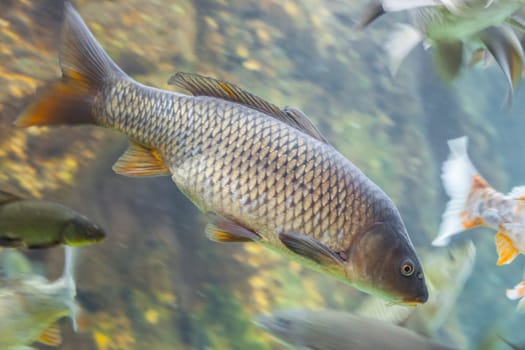 European carp or Cyprinus carpio, a species of freshwater fish, abundant in Guadiana River, Spain