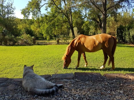 Horse and Cat in the Landscape of south France, Cat, Gras, Landscape, Animal, Nature, south of France, Relaxation