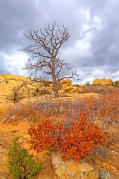 Dramatic Tree Against a Cloudy Sky in the Sandstone Bluffs of El Malpais National Monument in New Mexico