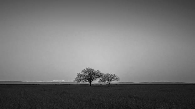 Minimalist black and white image of two isolated trees on a plain with the mountains in the distance
